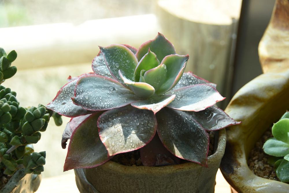 Spring A Fleshy Plant Beautiful Plants Spring A Fleshy Plant Beautiful Plants
