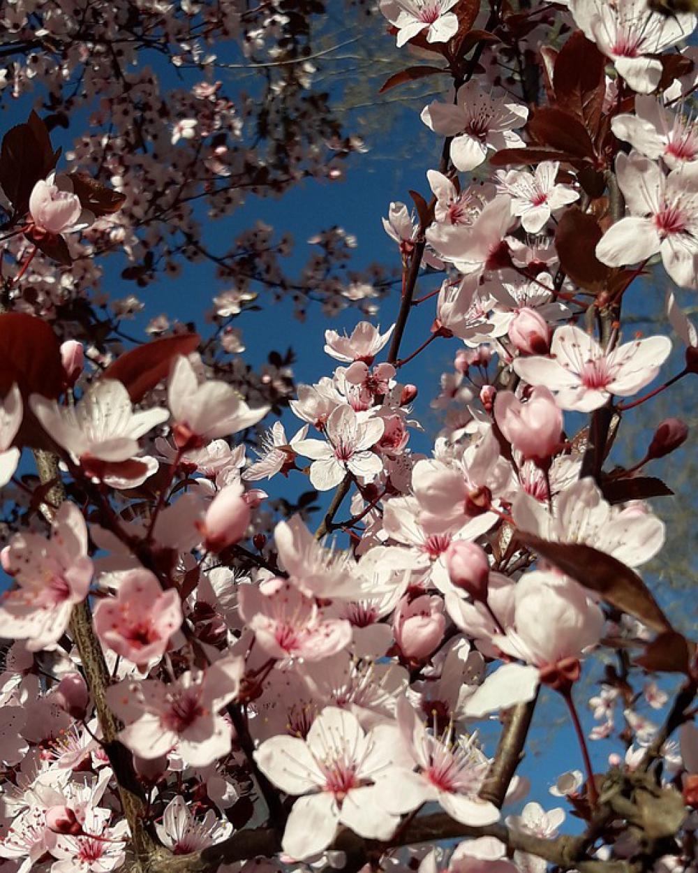 Spring Joy Happiness Sky Blue Rosa Spring Joy Happiness Sky Blue Rosa