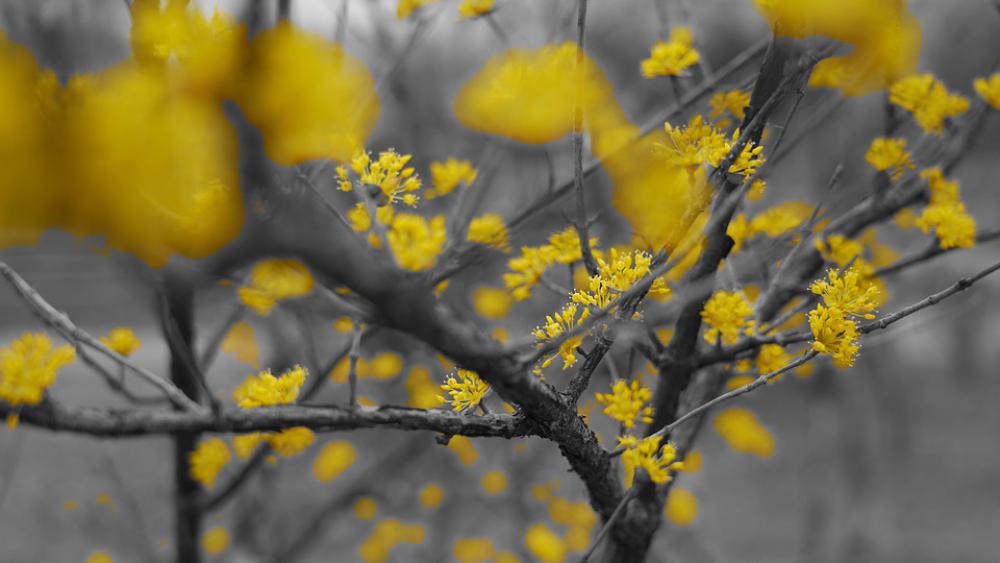 Spring Yellow Flowers Trees Black Eggplant Spring Yellow Flowers Trees Black Eggplant