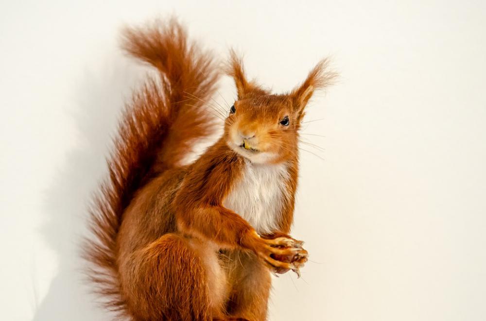 Squirrel Mammal Tail Roux Fur Cute Nature Squirrel Mammal Tail Roux Fur Cute Nature
