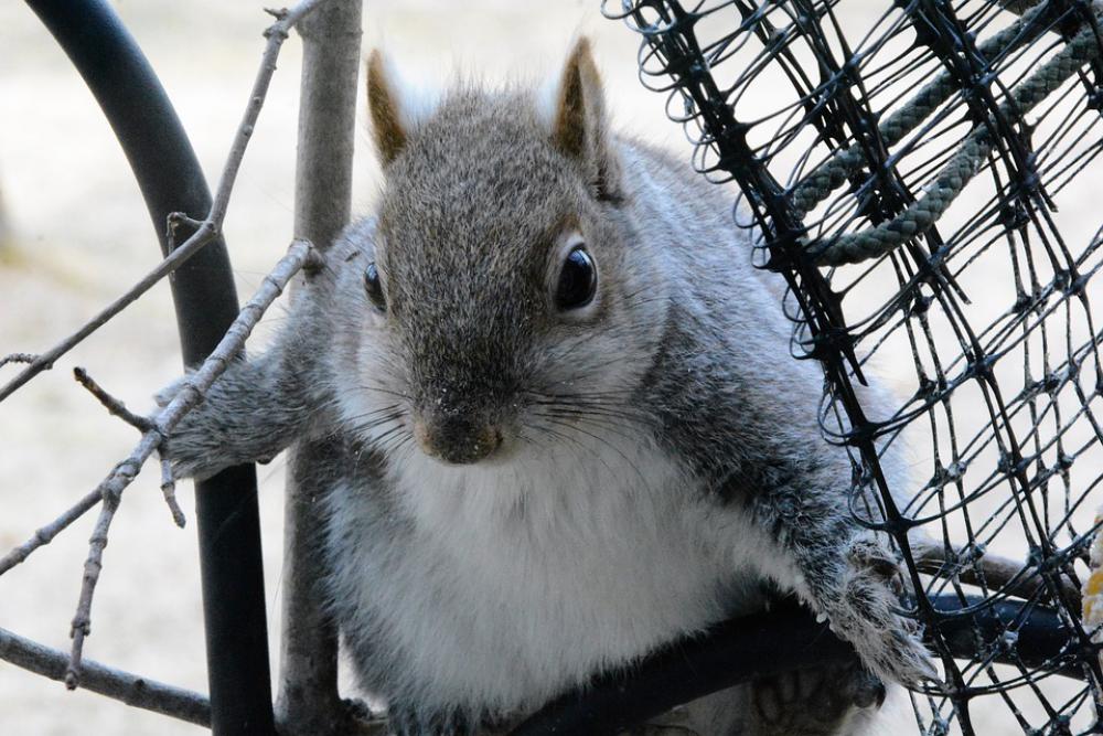 Squirrel Young Perched Wary Staring Portrait Squirrel Young Perched Wary Staring Portrait