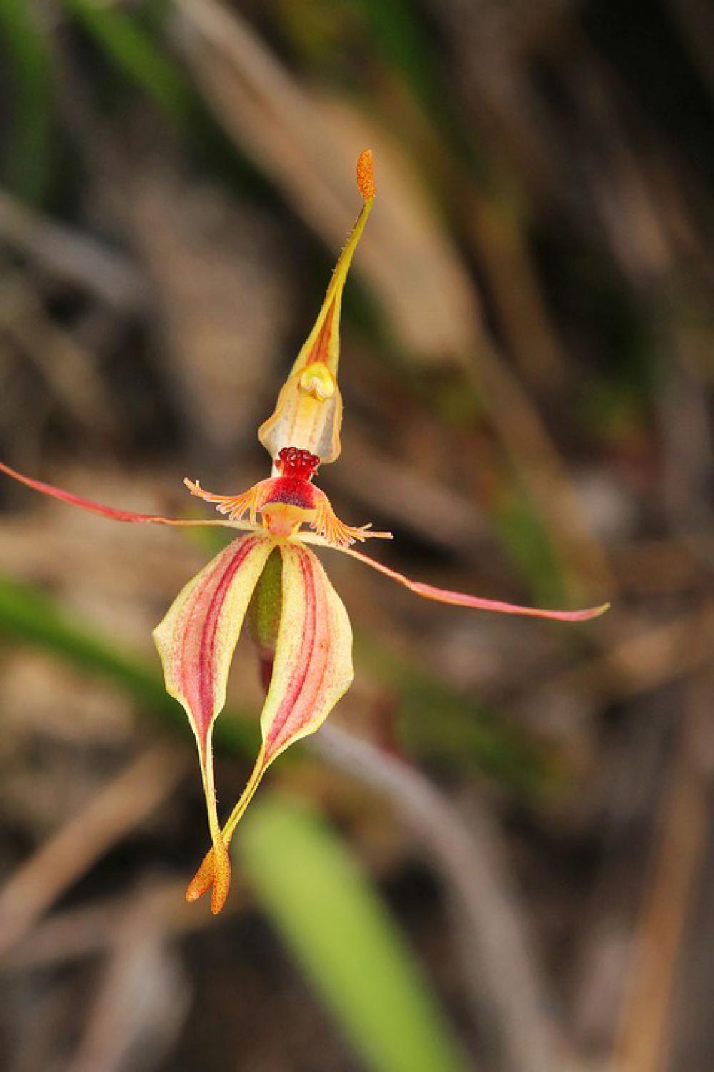 Stirling Ranges Crab-Lipped Orchid Orchids Stirling Ranges Crab-Lipped Orchid Orchids