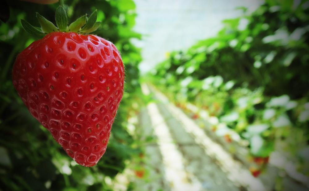 Strawberry Strawberries Fruit Food Red Sweet | Image Finder