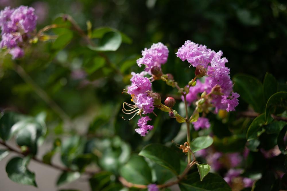 Summer Flowers Pink Flora Summer Flowers Pink Flora