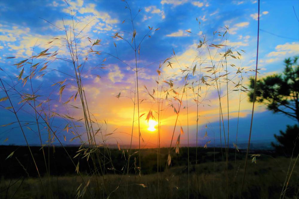 Sunset In The Evening Solar Nature Plant Clouds Sunset In The Evening Solar Nature Plant Clouds