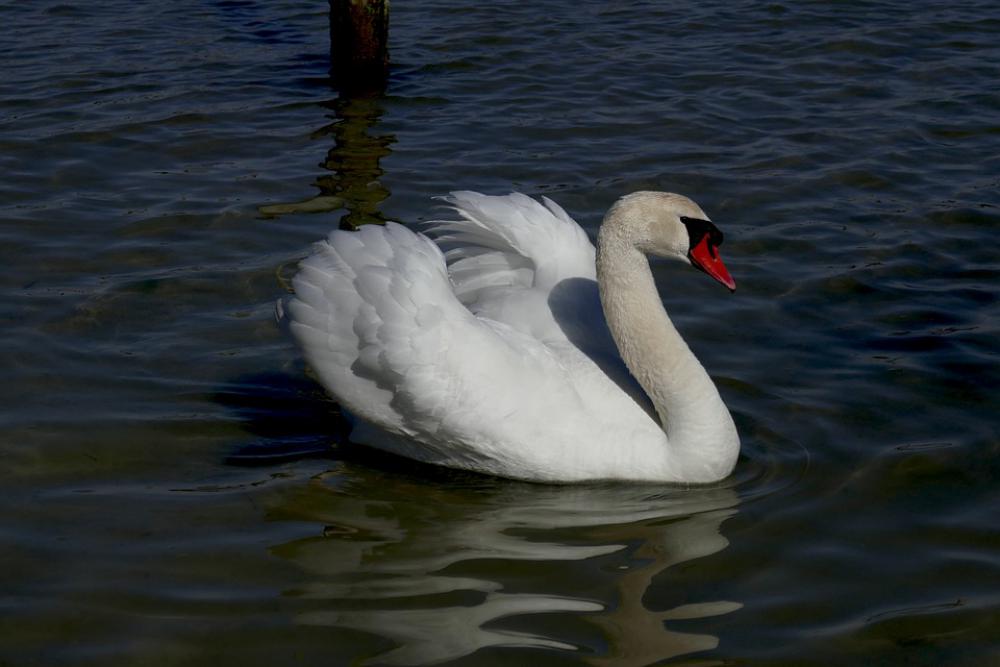 Swan Animals Water Bird Animal Fauna Elegant Swan Animals Water Bird Animal Fauna Elegant