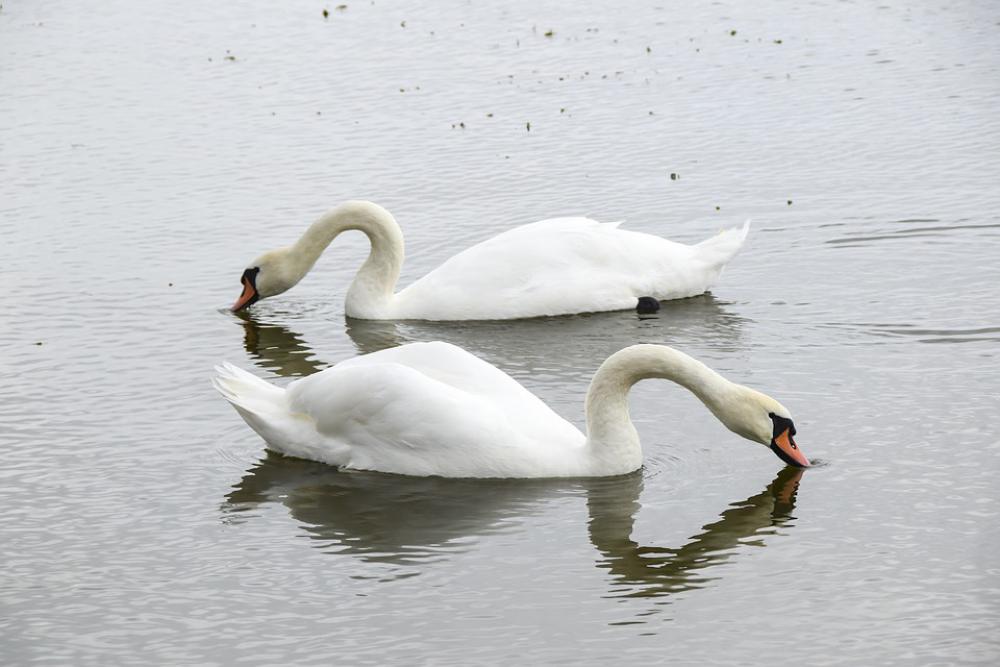 Swan Bird White Lake Animal Beautiful Nature Swan Bird White Lake Animal Beautiful Nature
