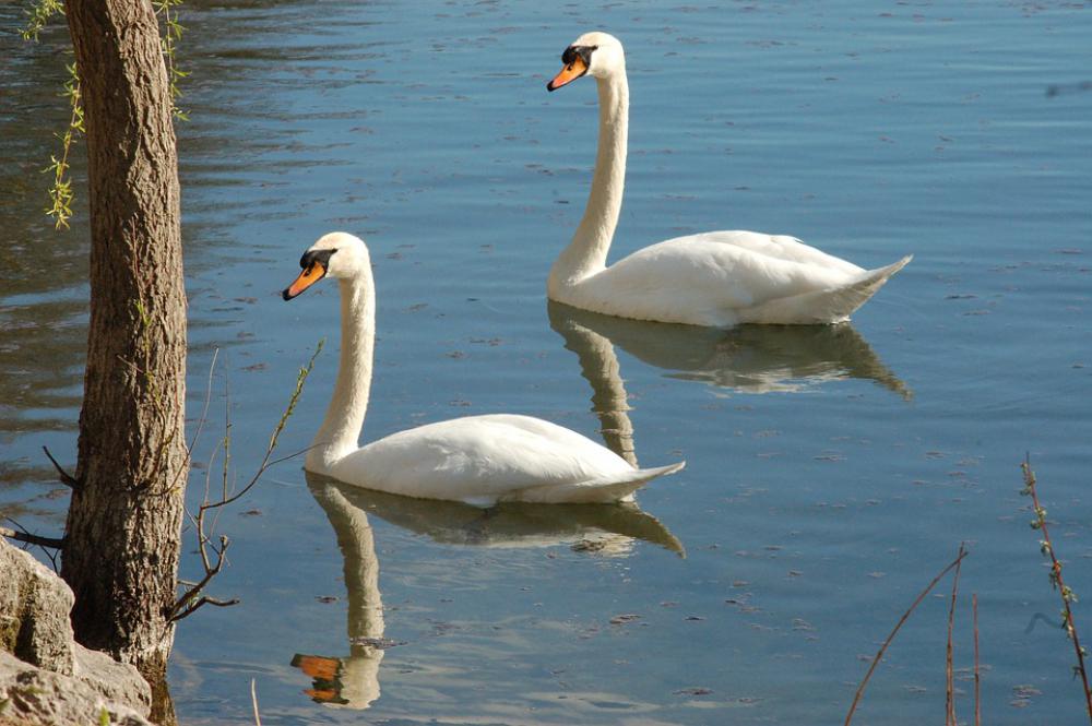 Swans Swan Animal Bird Nature Birds Swans Swan Animal Bird Nature Birds