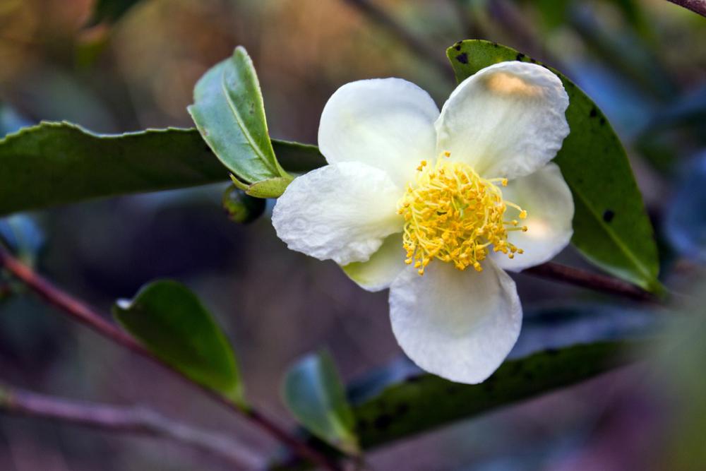 Tea Flower Flower White Flower Tea Flower Flower White Flower