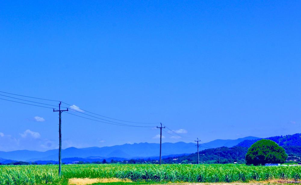 Telegraph Line Sugarcane Farmland Field Telegraph Line Sugarcane Farmland Field