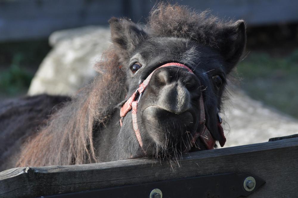 The Horse Ass Animals Mule Nature Pony The Horse Ass Animals Mule Nature Pony