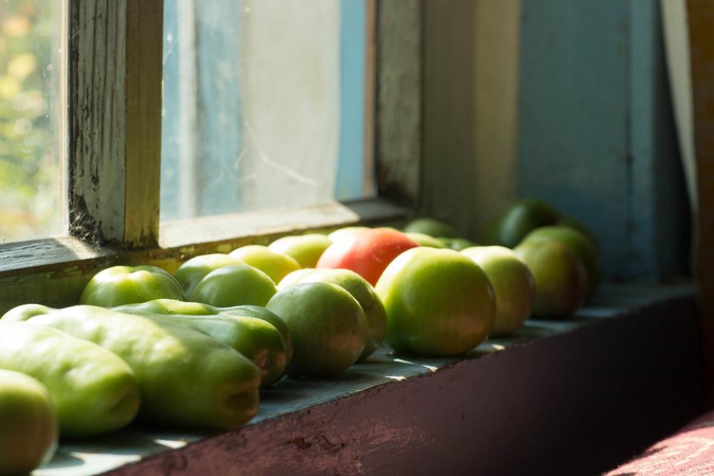 Tomatoes Window Nutrition Healthy Vegetables Tomatoes Window Nutrition Healthy Vegetables