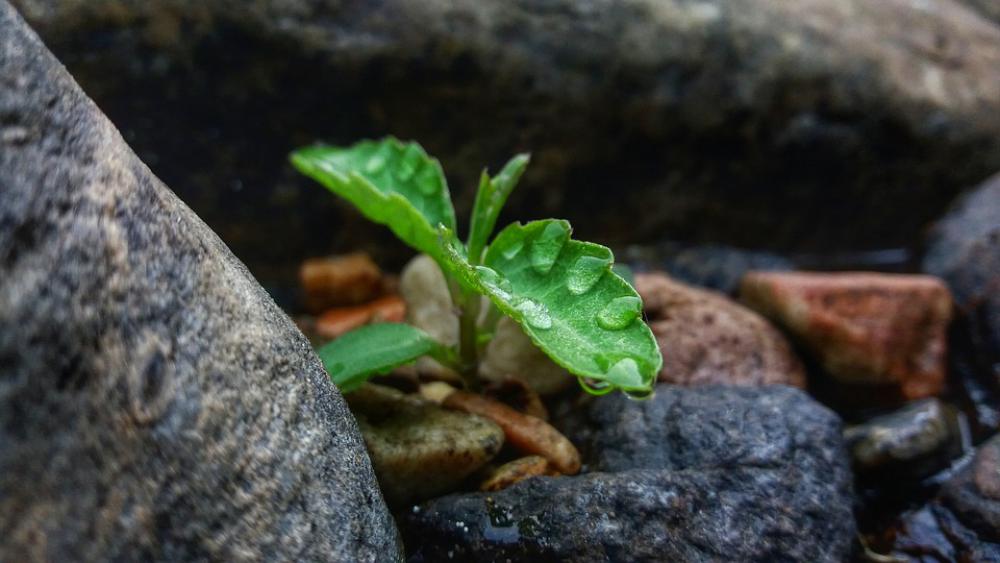 Tree Water Drop Green Stone Plant Tree Water Drop Green Stone Plant