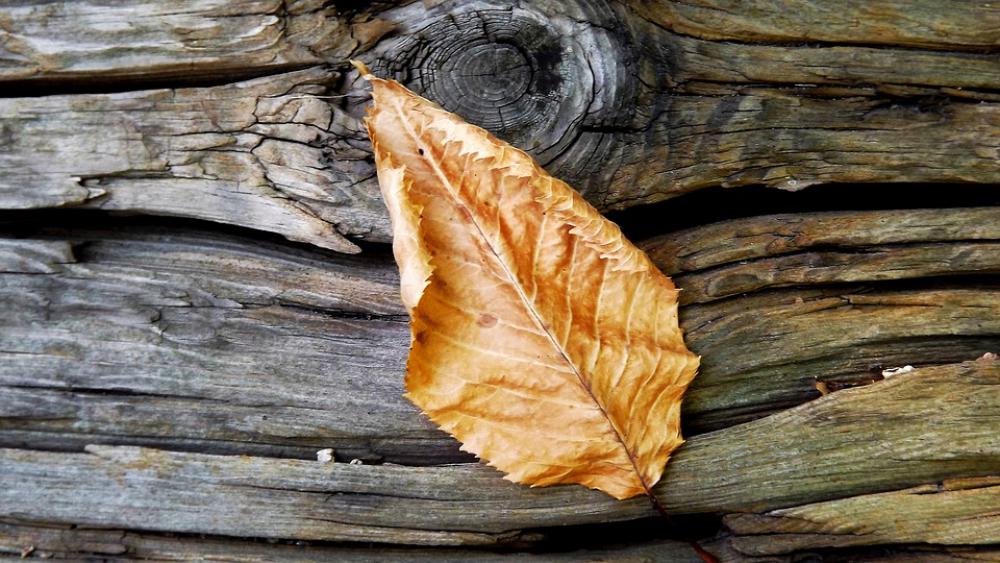 Tree Piece Rub Wood Autumn Leaf Tree Piece Rub Wood Autumn Leaf