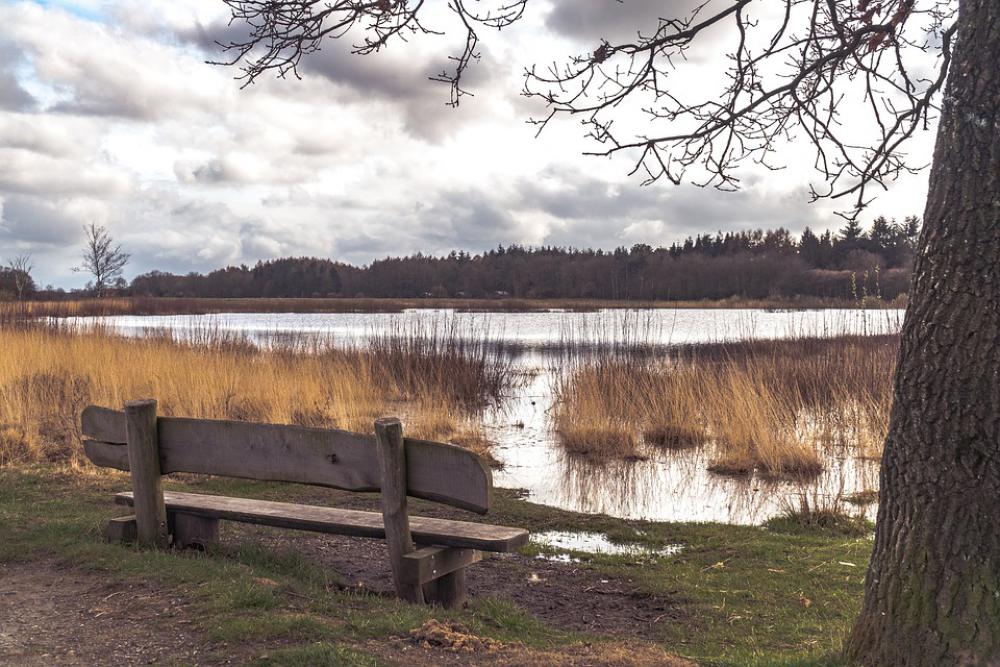 Tree Water Bench Scenic Landscape Tree Water Bench Scenic Landscape