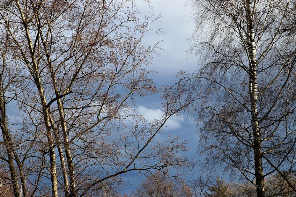 Tree Birch Hanging Twigs Delicate The Silence Tree Birch Hanging Twigs Delicate The Silence