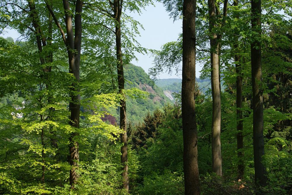 Trees Landscape Forest Arboretum Belgium Trees Landscape Forest Arboretum Belgium