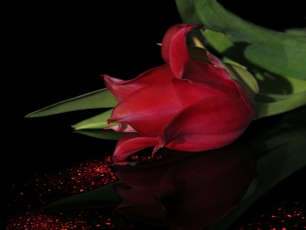 Tulip Red Red Tulip Blossom Bloom Nature Plant Tulip Red Red Tulip Blossom Bloom Nature Plant