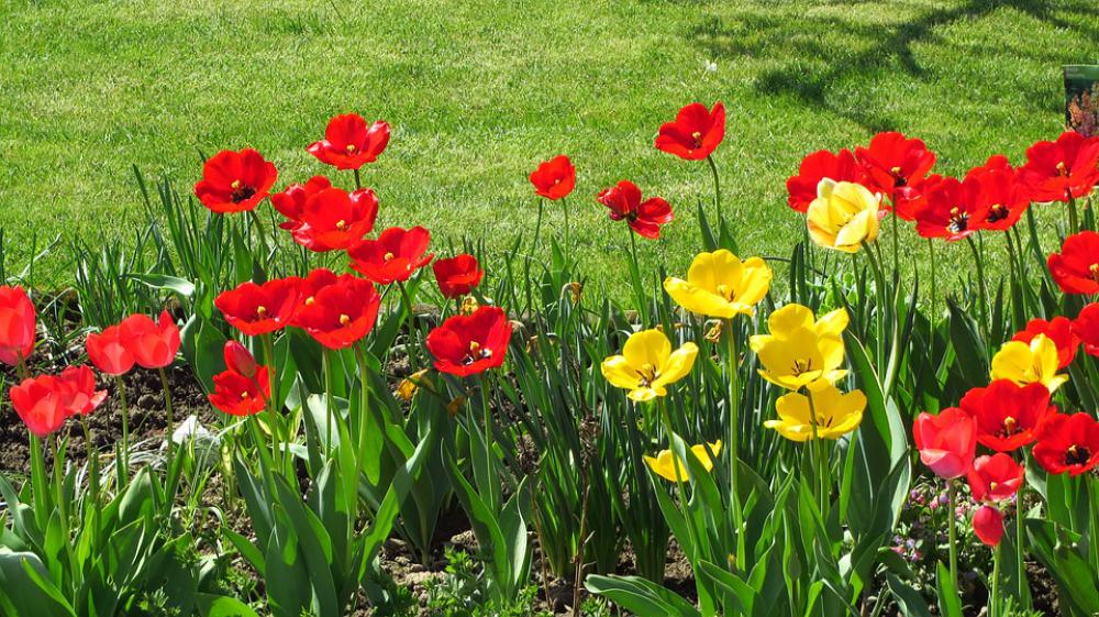 Tulips Flowers Spring Garden Netherlands Red Tulips Flowers Spring Garden Netherlands Red