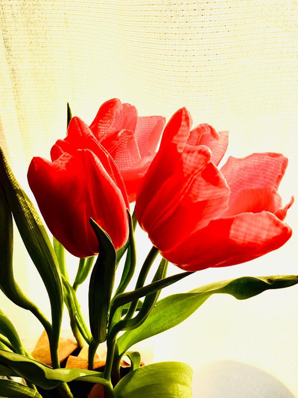 Tulips Red Pink Flowers Spring Tulips Red Pink Flowers Spring