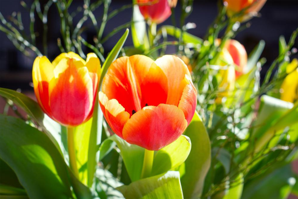 Tulips Flowers Bouquet Spring Flowers Cut Flowers Tulips Flowers Bouquet Spring Flowers Cut Flowers