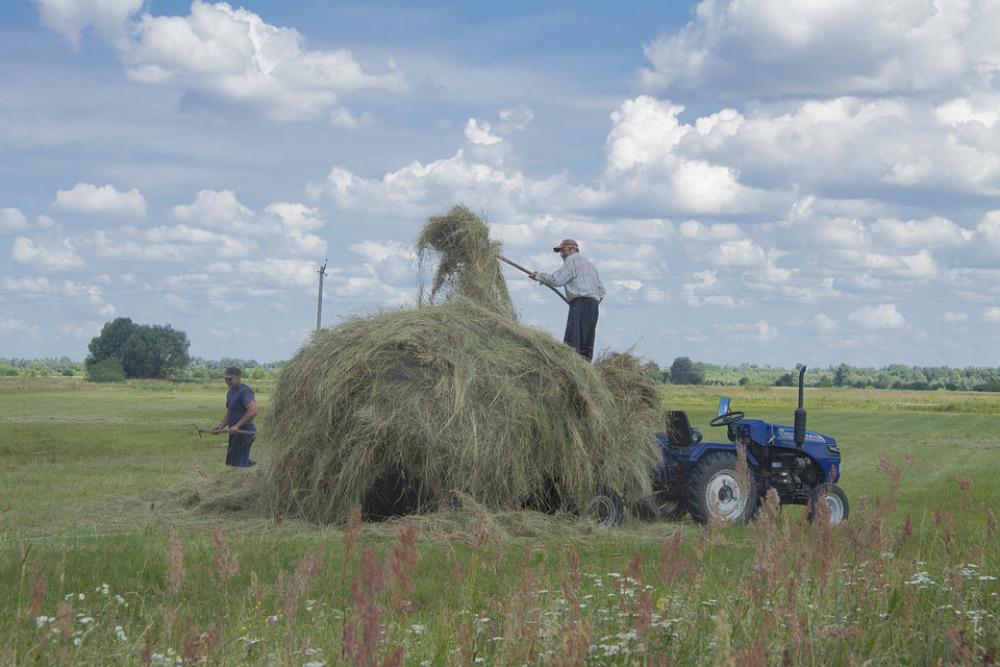 Village Rick Work Grass Haymaking Nature Village Rick Work Grass Haymaking Nature