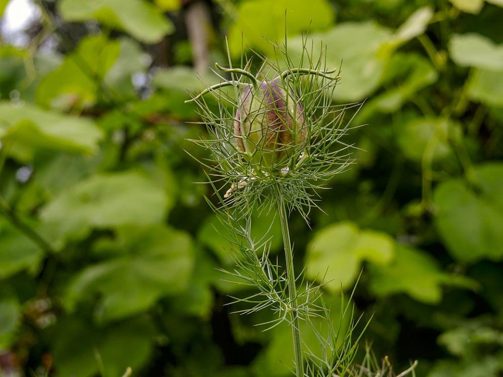 Virgin In The Green Plant Green Fruchtkapsel Nature Virgin In The Green Plant Green Fruchtkapsel Nature