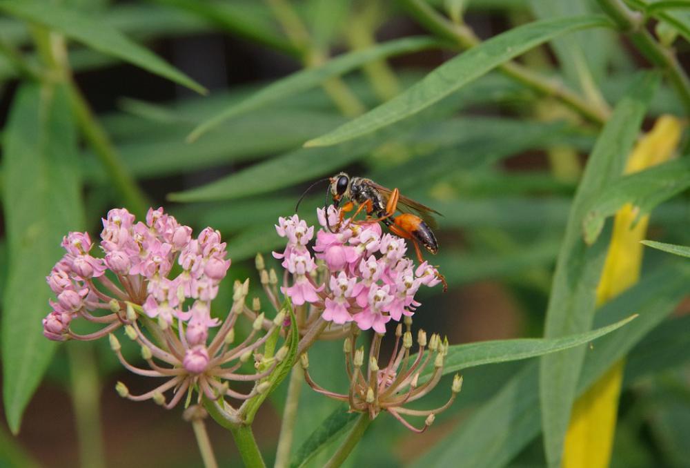 Wasp Milkweed Orange Black Bug Insect Wasp Milkweed Orange Black Bug Insect