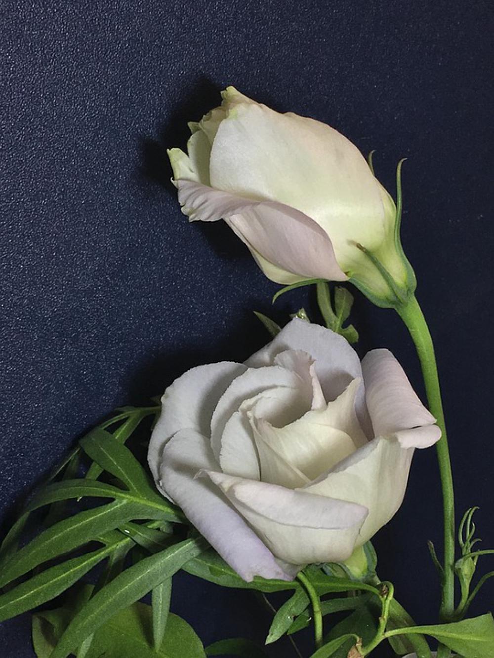 White Flowers White Petals Flowers White Petals White Flowers White Petals Flowers White Petals