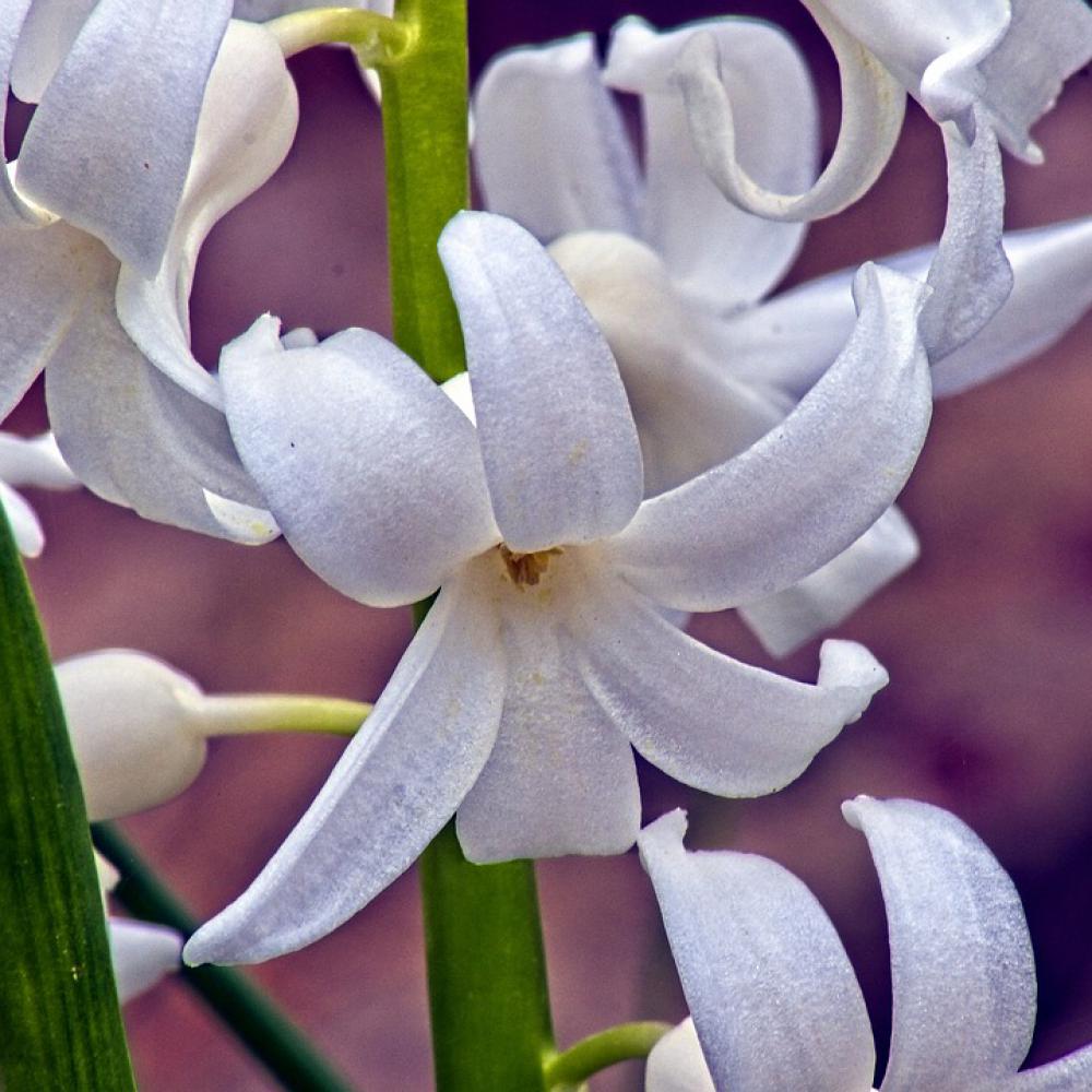 White Hyacinth In Arkansas Blossom Spring Hyacinth White Hyacinth In Arkansas Blossom Spring Hyacinth