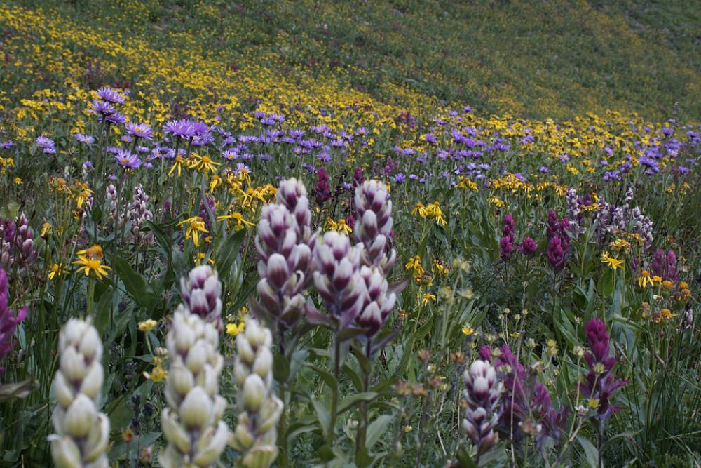 Wildflower Nature Lake Mountain Wildflowers Flower Wildflower Nature Lake Mountain Wildflowers Flower