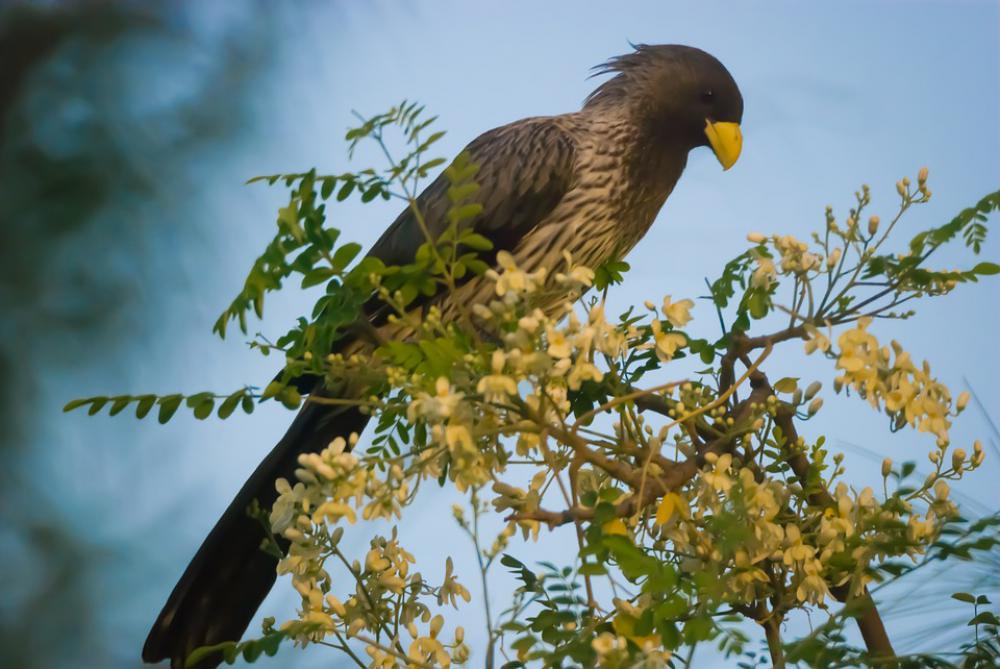 Wildlife Bird Nature Animal Wild Outdoors Senegal Wildlife Bird Nature Animal Wild Outdoors Senegal