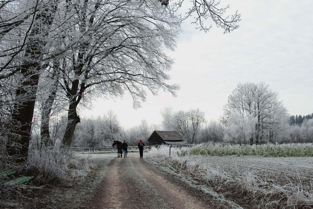 Winter Wintry Ripe Nature Cold Trees Winter Magic Winter Wintry Ripe Nature Cold Trees Winter Magic