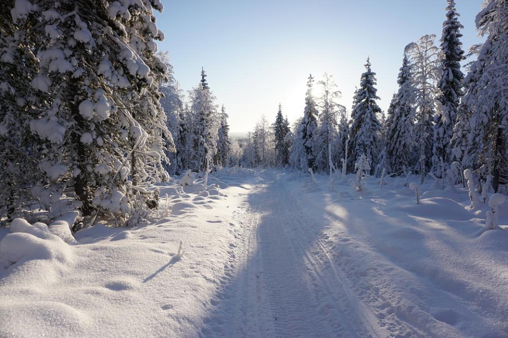 Winter Snow Trees Winter Snow Trees