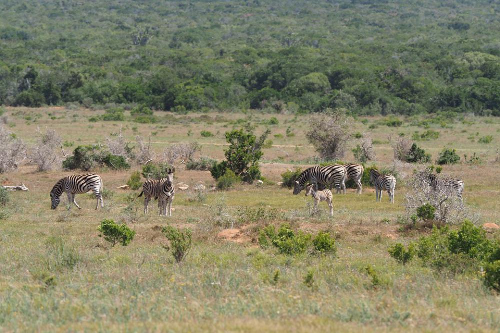 Zebras Flock National Park Black And White Drawing Zebras Flock National Park Black And White Drawing