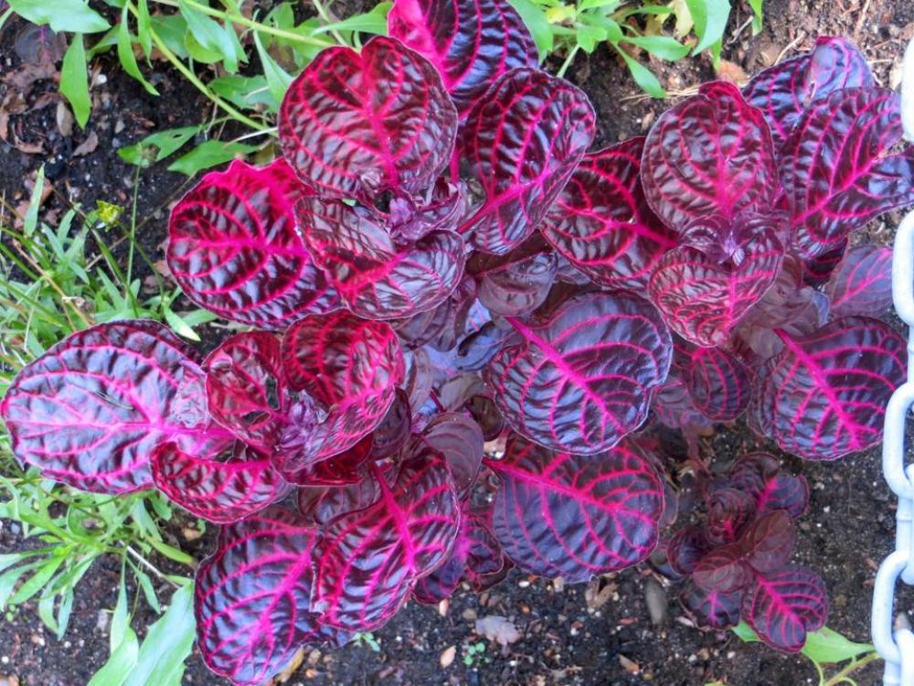 leaf leaves magenta purple violet leaf leaves magenta purple violet