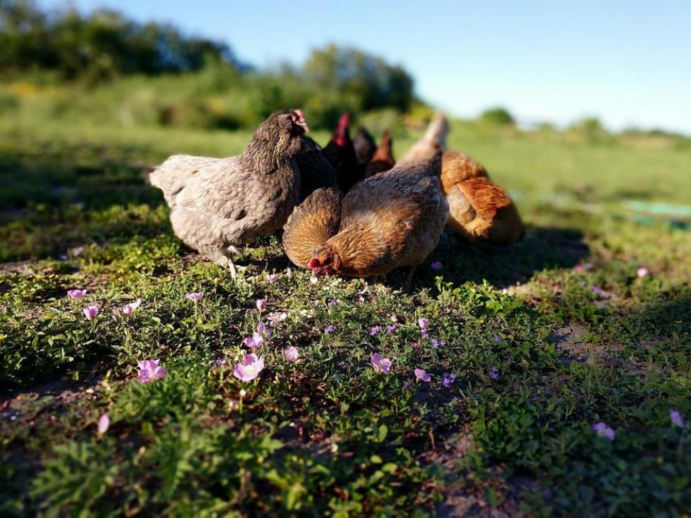 chicken chickens hen hens free roaming chicken chickens hen hens free roaming