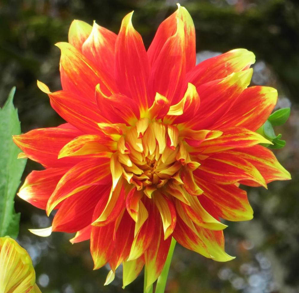 dahlia orange red yellow flower dahlia orange red yellow flower