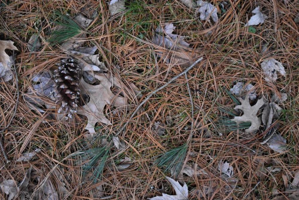pine cone pine needles oak leaves pine cone pine needles oak leaves