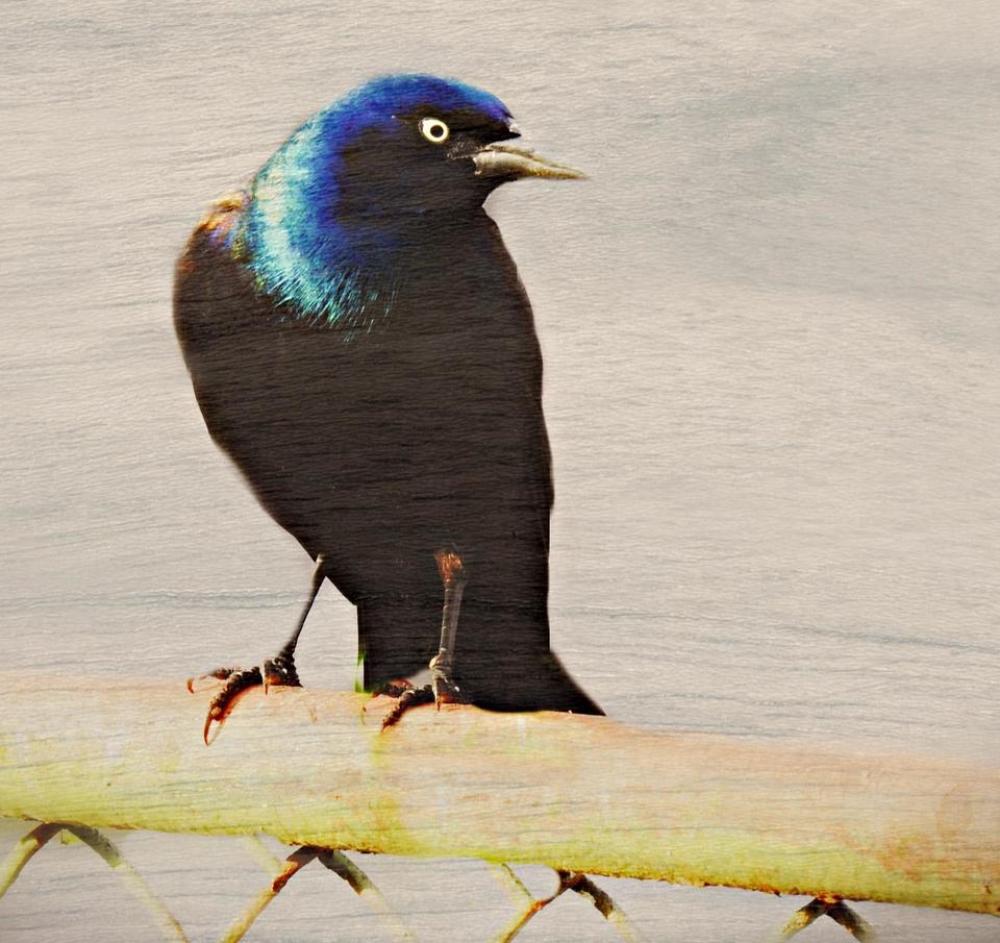 starling blackbird male bird wild starling blackbird male bird wild