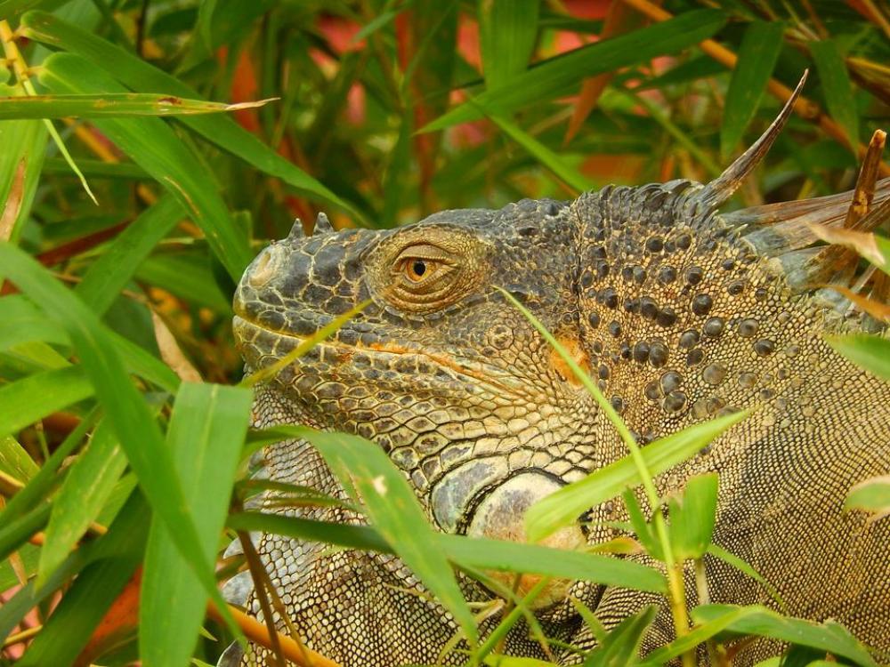 iguana reptile lizard animal wildlife iguana reptile lizard animal wildlife