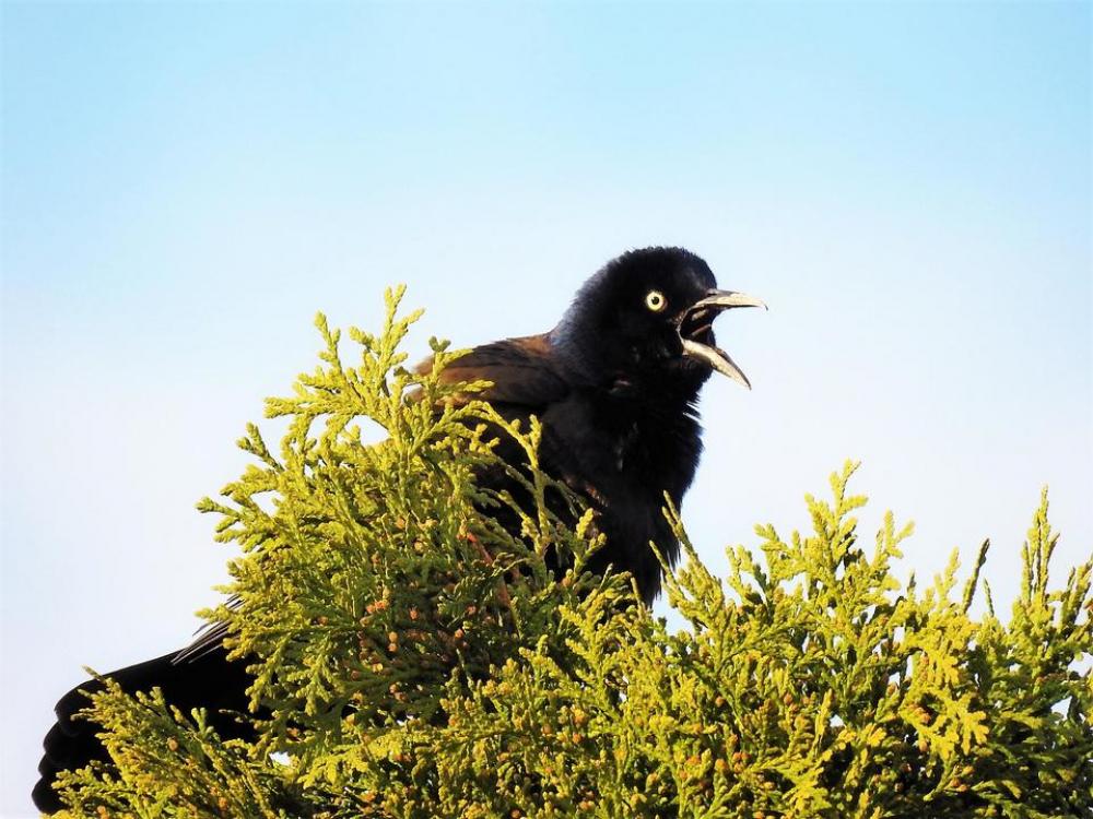 bird bird