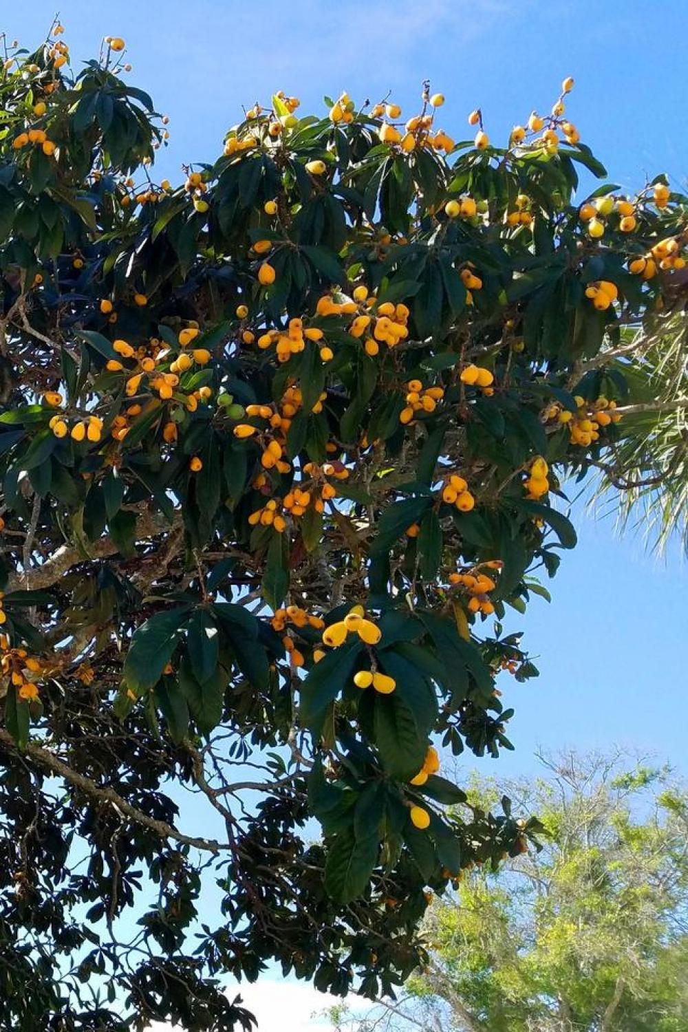 loquat Chinese plum fruit tree Florida loquat Chinese plum fruit tree Florida