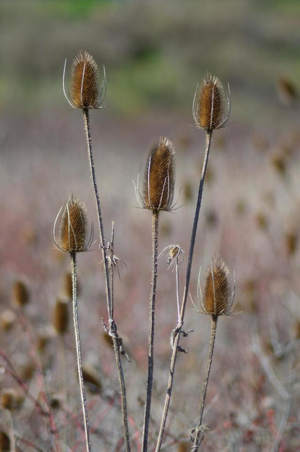 teasel weed nature teasel weed nature