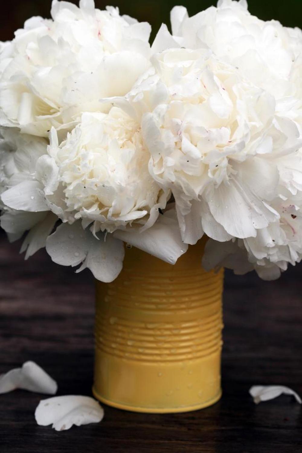 peony flower late spring beauty white peony flower late spring beauty white