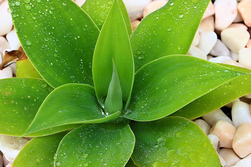 Agave Juicy Green Nature Garden Agave Juicy Green Nature Garden