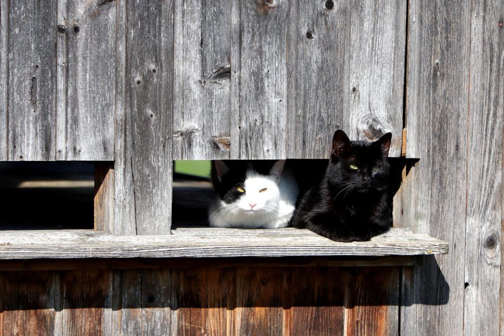 Animal Tired Domestic Cat Pet Cat Kitten Mieze Animal Tired Domestic Cat Pet Cat Kitten Mieze