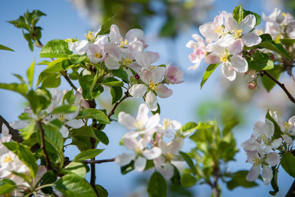 Apple Blossom Spring Apple Tree Blossom Bloom Pink Apple Blossom Spring Apple Tree Blossom Bloom Pink