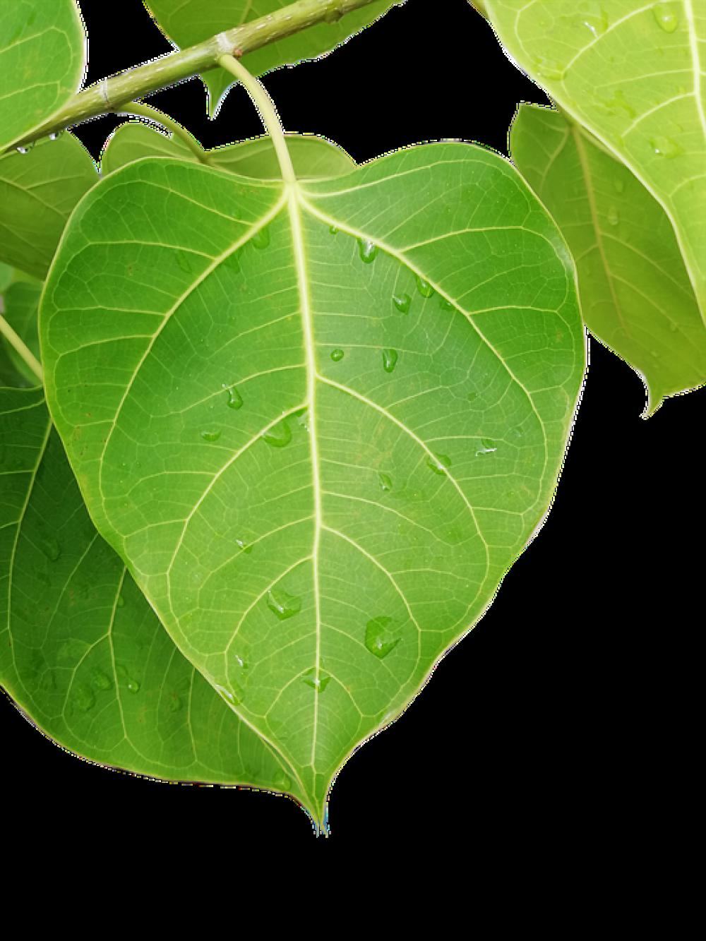 Autumn Leaves Bai Thi Plant Nature Summer Autumn Leaves Bai Thi Plant Nature Summer