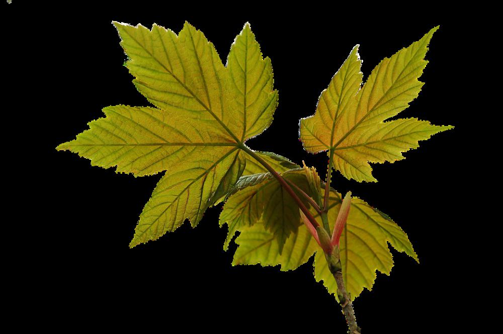 Autumn Leaves Spring Leaf Cable Autumn Leaves Spring Leaf Cable